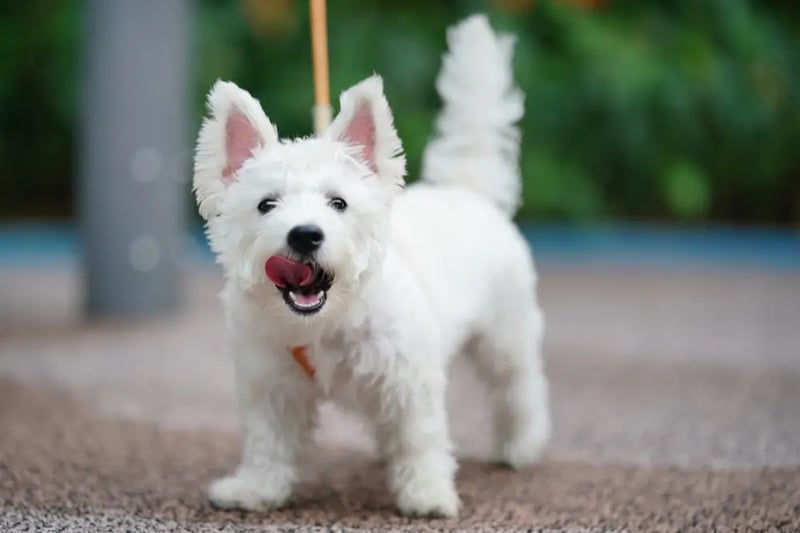 40 Best Dog Breeds Finding the Perfect Canine For You